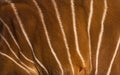 Close up of Bongo, Tragelaphus eurycerus, an antelopes hide Royalty Free Stock Photo