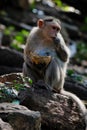 close up of bonnet macaque sitting in the jungle and eating Coconut Royalty Free Stock Photo