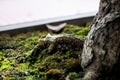 Close-up bonsai root wood Spread texture. Abstract background Royalty Free Stock Photo