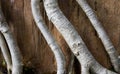 Close-up bonsai root wood Spread texture. Abstract background Royalty Free Stock Photo