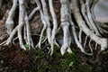 Close-up bonsai root wood Spread texture. Abstract background Royalty Free Stock Photo