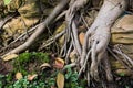 Close-up bonsai root wood Spread texture.