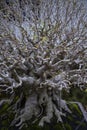 A close-up of a bonsai tree branches in Penglipuran traditional village, Bali Indonesia Royalty Free Stock Photo