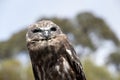 This is a close up of a boobook owl Royalty Free Stock Photo