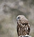 This is a close up of a boobook owl Royalty Free Stock Photo