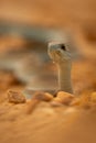 Close-up of boomslang snake staring towards camera Royalty Free Stock Photo