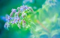 Close-up of Borage blue flowers Royalty Free Stock Photo