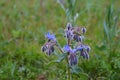 Close-up from a Borage  Borago officinalis Royalty Free Stock Photo