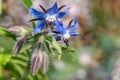 Borage borago officinalis flowers