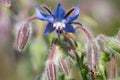 Borage borago officinalis flowers