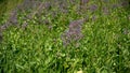 Close-up on a borage field Royalty Free Stock Photo
