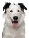 Close-up of Border Collie, 10 months old Royalty Free Stock Photo