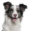 Close-up of Border Collie, 11 months old Royalty Free Stock Photo