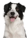 Close-up of Border Collie, 14 months old