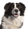 Close-up of Border Collie, 14 months old Royalty Free Stock Photo