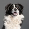 Close-up of Border Collie, 14 months old Royalty Free Stock Photo