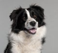 Close-up of Border Collie, 14 months old Royalty Free Stock Photo