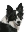 Close-up of Border Collie, 16 months old Royalty Free Stock Photo