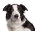 Close-up of Border Collie, 7 months old Royalty Free Stock Photo