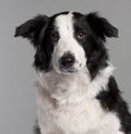 Close-up of Border Collie, 7 months old Royalty Free Stock Photo