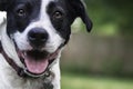 Close up of Border Collie crossbred with negative space