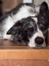 Close up of Border collie dog taking a nap.