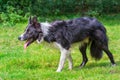 Close up border collie dog walks in grass