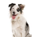 Close-up of a Border Collie with heterochromia Royalty Free Stock Photo