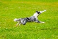 Close Up On Border Collie Jumping With Toy