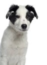 Close-up of a Border Collie, 3 months old, facing Royalty Free Stock Photo