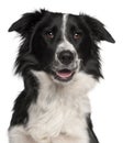 Close-up of Border Collie, 8 months old Royalty Free Stock Photo