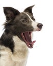 Close-up of a Border Collie, 8 months old Royalty Free Stock Photo