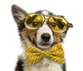 Close-up of a Border collie with old fashioned glasses