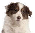 Close-up of Border Collie puppy, 2 months old Royalty Free Stock Photo