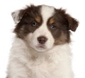 Close-up of Border Collie puppy, 2 months old Royalty Free Stock Photo