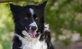 A close-up of a border collie puppy dog looking curious at the world Royalty Free Stock Photo