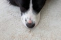 Close up of the border collie puppy nose. Close up of a dog's snout. Dog lying on a floor