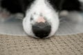 Close up of the border collie puppy nose