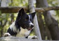 Close up of a border collie puppy under a wooden fence