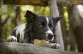 Close up of a border collie puppy under a wooden fence Royalty Free Stock Photo