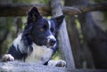 Close up of a border collie puppy under a wooden fence Royalty Free Stock Photo