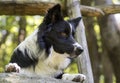 Close up of a border collie puppy under a wooden fence Royalty Free Stock Photo