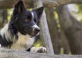 Close up of a border collie puppy under a wooden fence Royalty Free Stock Photo