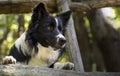 Close up of a border collie puppy under a wooden fence