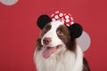 Close-up of a Border collie