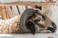 Close-up boring sheep with horns Royalty Free Stock Photo