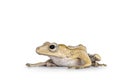 Borneo eared frog on white background