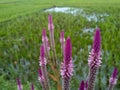 Close up of Boroco or Celosia argentea plant growing wild outdoors.