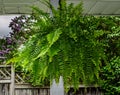 Close-up of a Boston Fern hanging in a porch