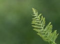 A close up of a Boston fern leaf